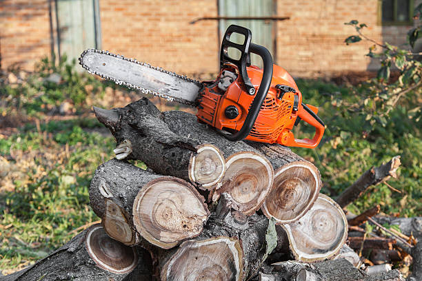  Westwood, PA Tree Service Pros